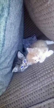 Sweet Kittens - Photo 5