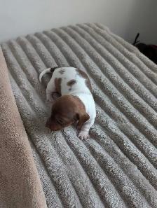 Chiots teckel miniatures - Photo 2