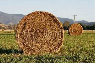 alfalfa bales
