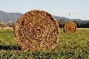 alfalfa bales