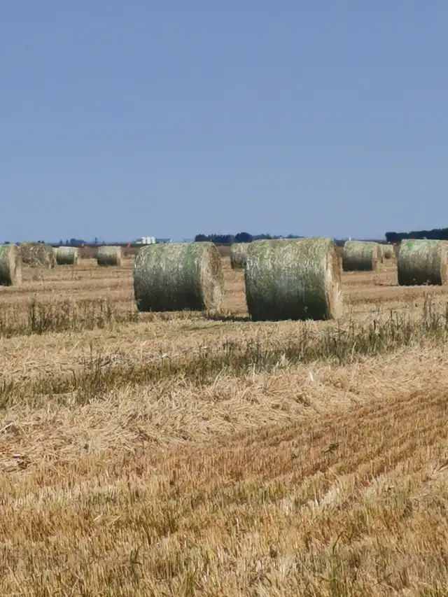 Green Feed