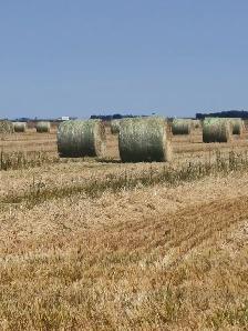 Green Feed - Photo 2