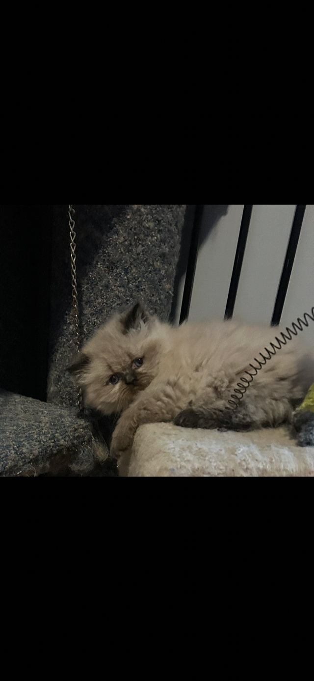 Himalayen