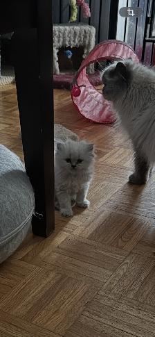 Himalayen - Photo 3