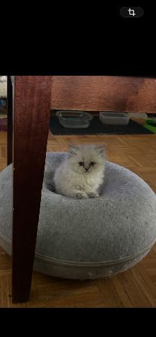 Himalayen - Photo 4