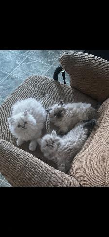 Himalayen - Photo 5