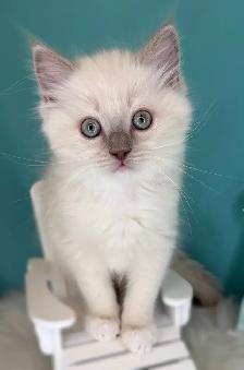 TICA Registered Ragdoll Kittens - Photo 3