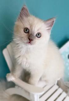 TICA Registered Ragdoll Kittens - Photo 4