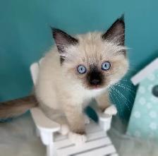 TICA Registered Ragdoll Kittens - Photo 6