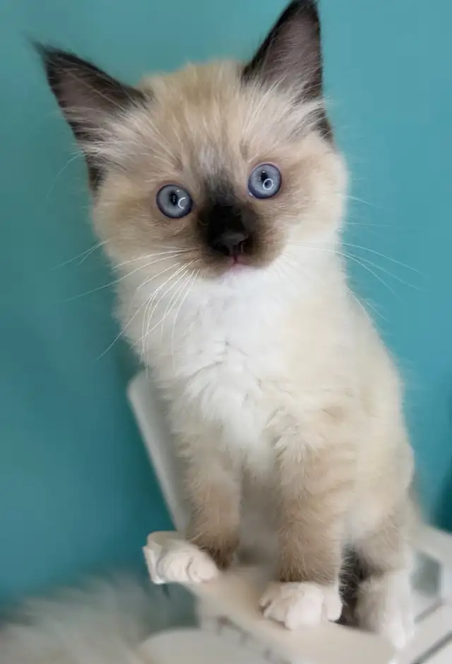 TICA Registered Ragdoll Kittens