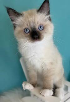 TICA Registered Ragdoll Kittens