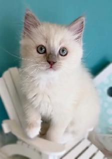 TICA Registered Ragdoll Kittens - Photo 2