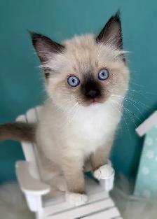 TICA Registered Ragdoll Kittens - Photo 5