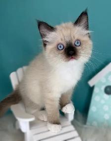 TICA Registered Ragdoll Kittens - Photo 7