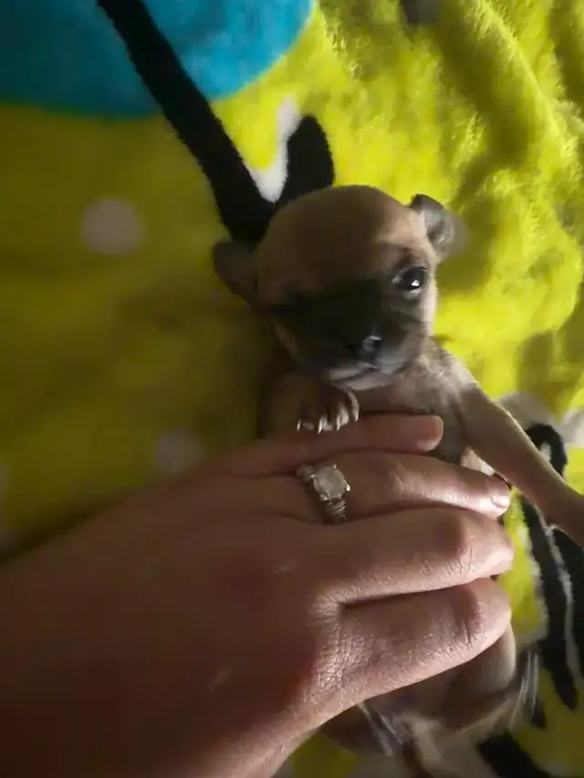 ♥️Chihuahua miniature♥️