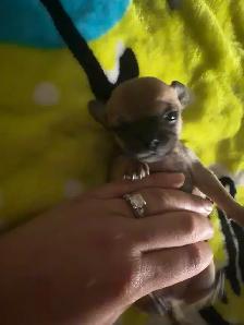♥️Chihuahua miniature♥️