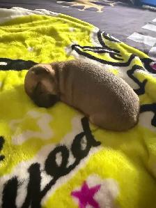 ♥️Chihuahua miniature♥️ - Photo 2