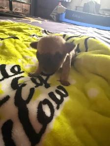 ♥️Chihuahua miniature♥️ - Photo 3