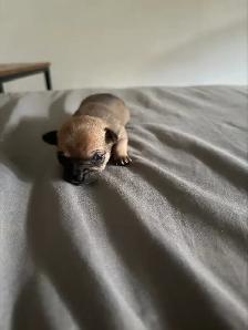 ♥️Chihuahua miniature♥️ - Photo 4