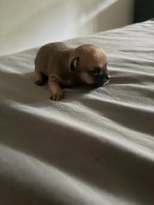 ♥️Chihuahua miniature♥️ - Photo 5