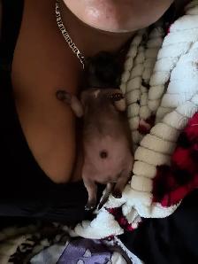 ♥️Chihuahua miniature♥️ - Photo 6