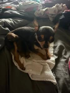 ♥️Chihuahua miniature♥️ - Photo 7