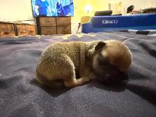 ♥️Chihuahua miniature♥️ - Photo 8