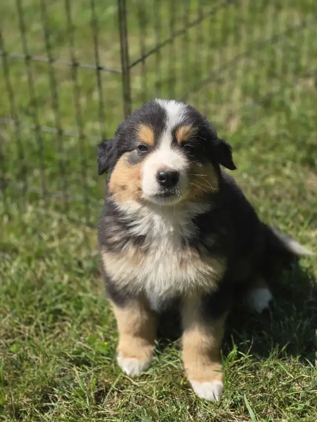 Bernese mix puppies.