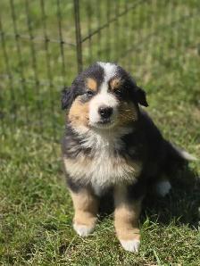 Bernese mix puppies.