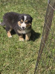 Bernese mix puppies. - Photo 2