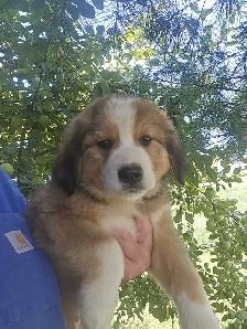 Bernese mix puppies. - Photo 3
