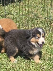 Bernese mix puppies. - Photo 4