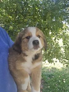 Bernese mix puppies. - Photo 5