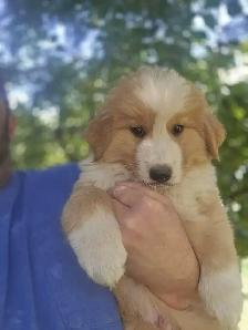 Bernese mix puppies. - Photo 6