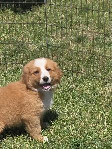 Bernese mix puppies. - Photo 7