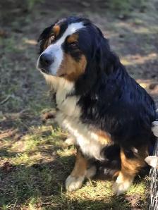 Bernese mix puppies. - Photo 8