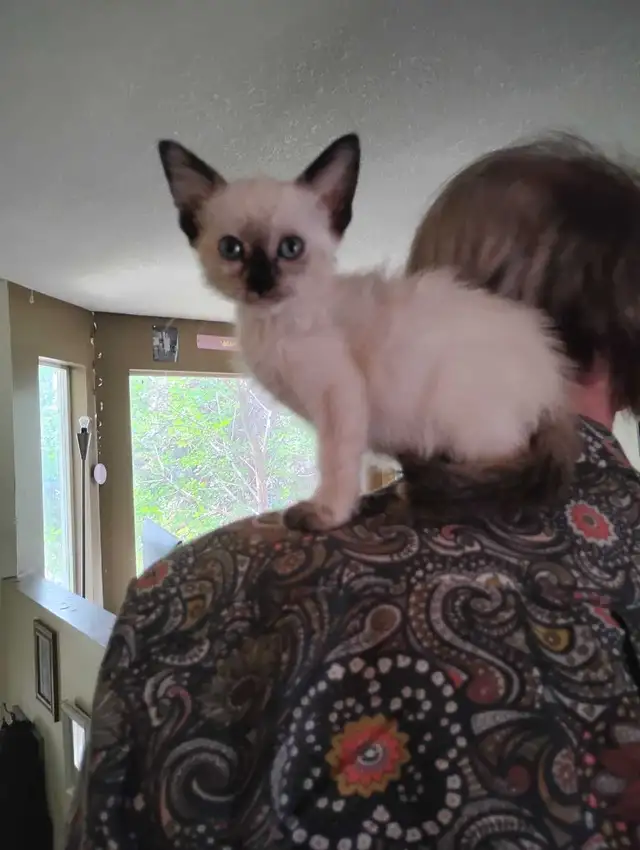 rare blue eyes Ring tail lilic seimeas cross rehoming