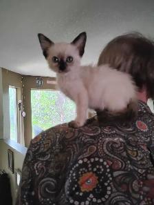 rare blue eyes Ring tail lilic seimeas cross rehoming