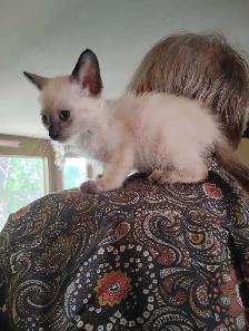 rare blue eyes Ring tail lilic seimeas cross rehoming - Photo 2