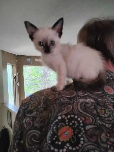 rare blue eyes Ring tail lilic seimeas cross rehoming - Photo 3