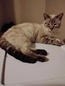 rare blue eyes Ring tail lilic seimeas cross rehoming - Photo 4