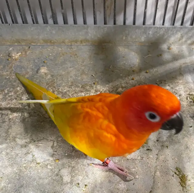 Red pied Sun conure male.