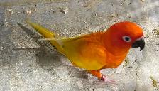 Red pied Sun conure male. - Photo 2