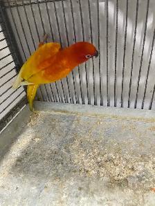 Red pied Sun conure male. - Photo 6