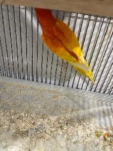 Red pied Sun conure male. - Photo 7