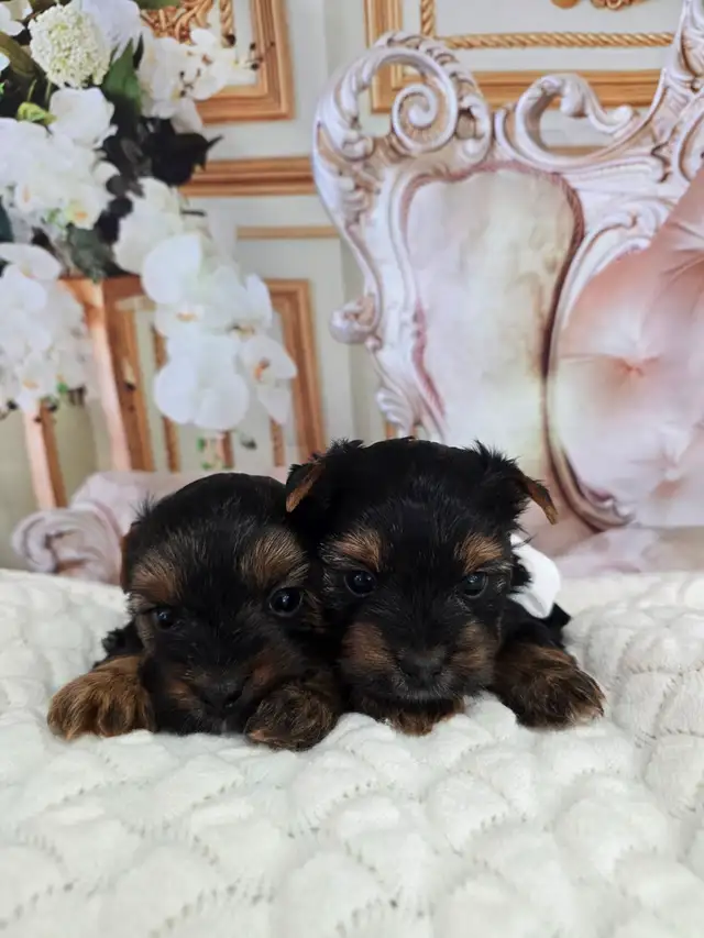 YORKSHIER TERRIER PUPPIES ( males, females)