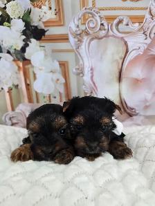 YORKSHIER TERRIER PUPPIES ( males, females)