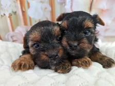 YORKSHIER TERRIER PUPPIES ( males, females) - Photo 2