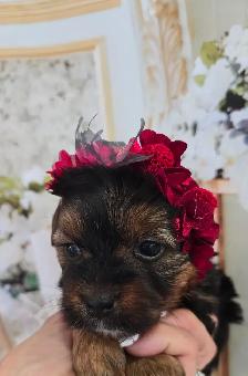YORKSHIER TERRIER PUPPIES ( males, females) - Photo 3