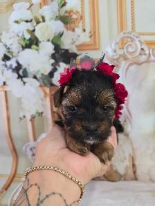 YORKSHIER TERRIER PUPPIES ( males, females) - Photo 4